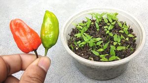 germinate chilli seeds