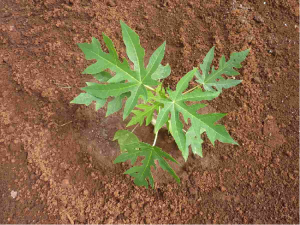 Plant Papaya Seeds