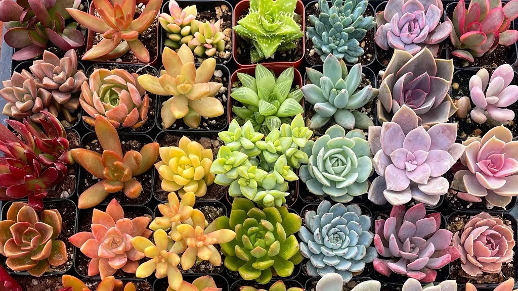 What is the Most Beautiful Succulent Plant?