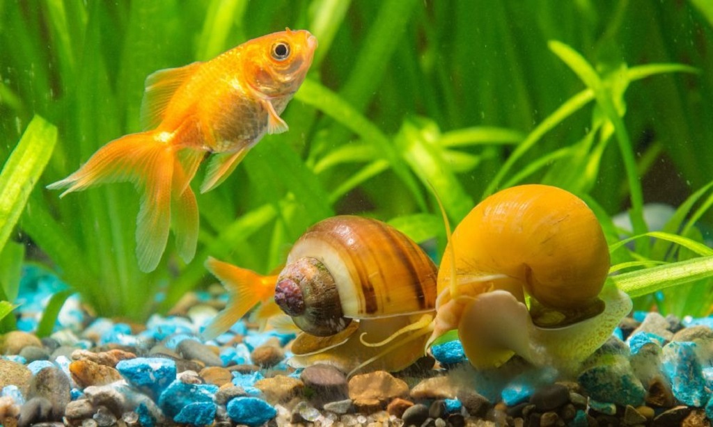 Can snails clean all types of algae in my aquarium