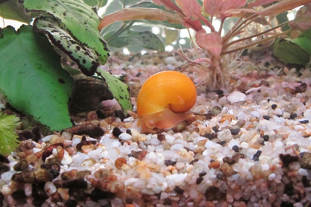 Are snails effective in saltwater aquariums