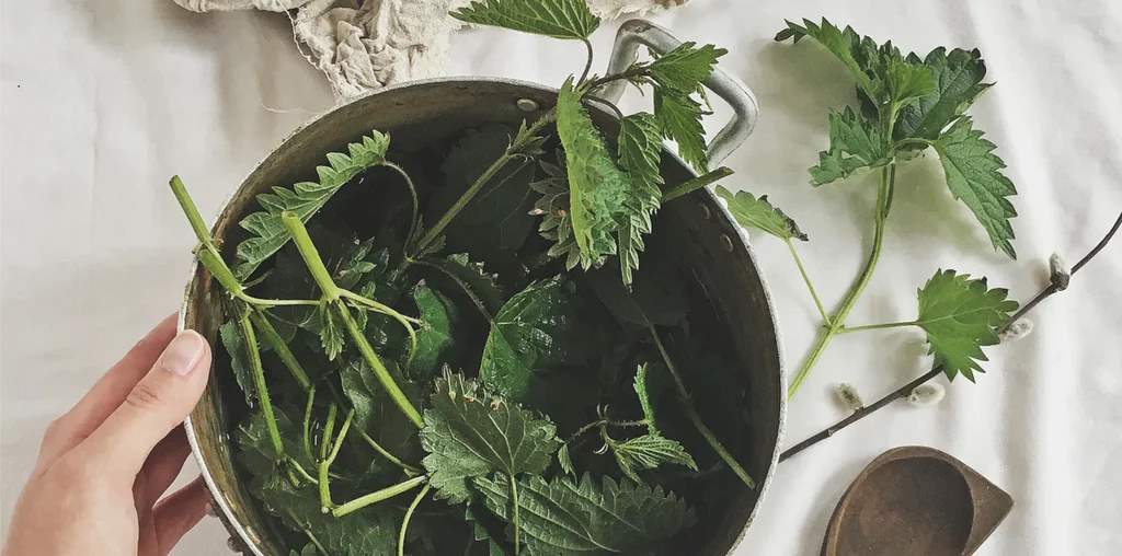 Care for Plants Used in Natural Fabric Dyeing