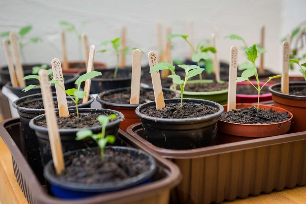 How can I tell if my soil is contaminated Philadelphia plant care